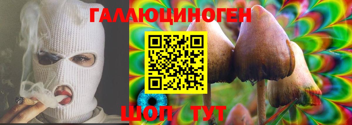 Псилоцибиновые грибы Psilocybe Дятьково